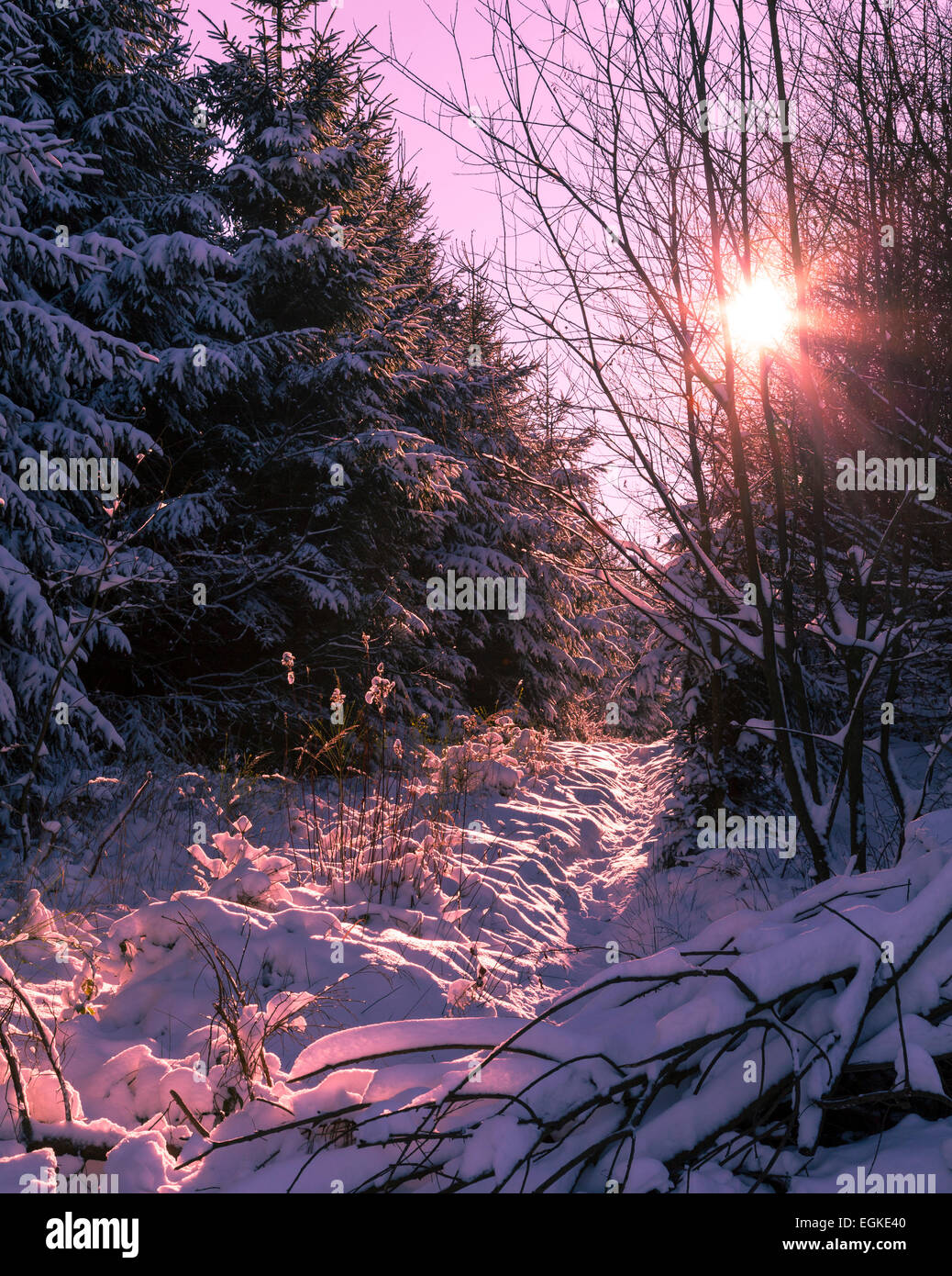 Sole mattutino nella foresta di inverno Foto Stock