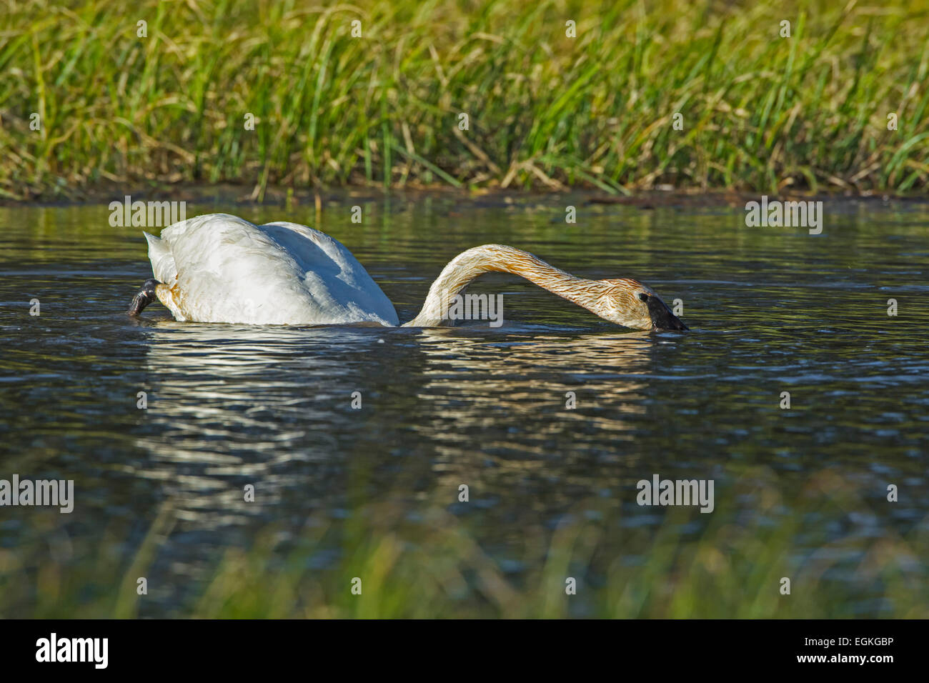 Trumpeter Swan (Cygnus buccinatore) sul fiume Snake in Grand Teton National Park, Wyoming. Foto Stock