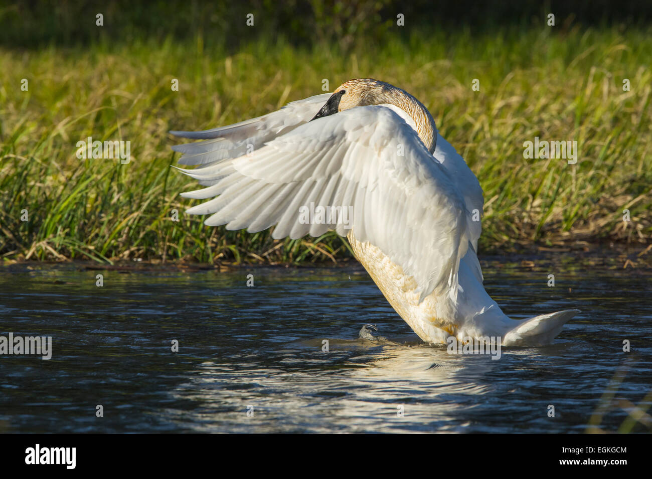 Trumpeter Swan (Cygnus buccinatore) sul fiume Snake in Grand Teton National Park, Wyoming. Foto Stock