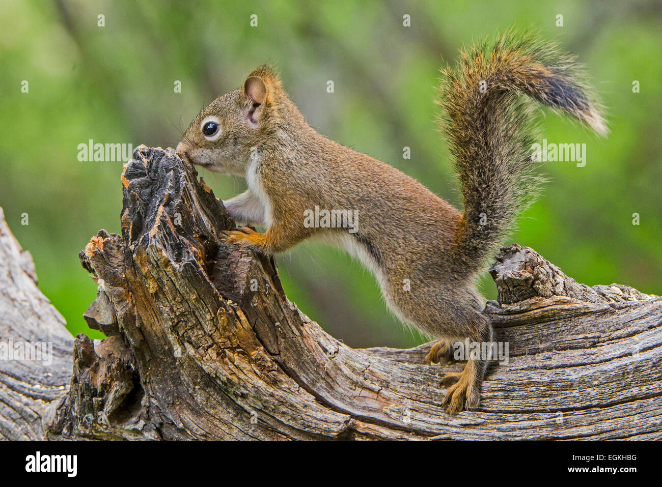 American scoiattolo rosso (Tamiasciurus hudsonicus). Il Parco Nazionale del Grand Teton, Wyoming negli Stati Uniti. Foto Stock