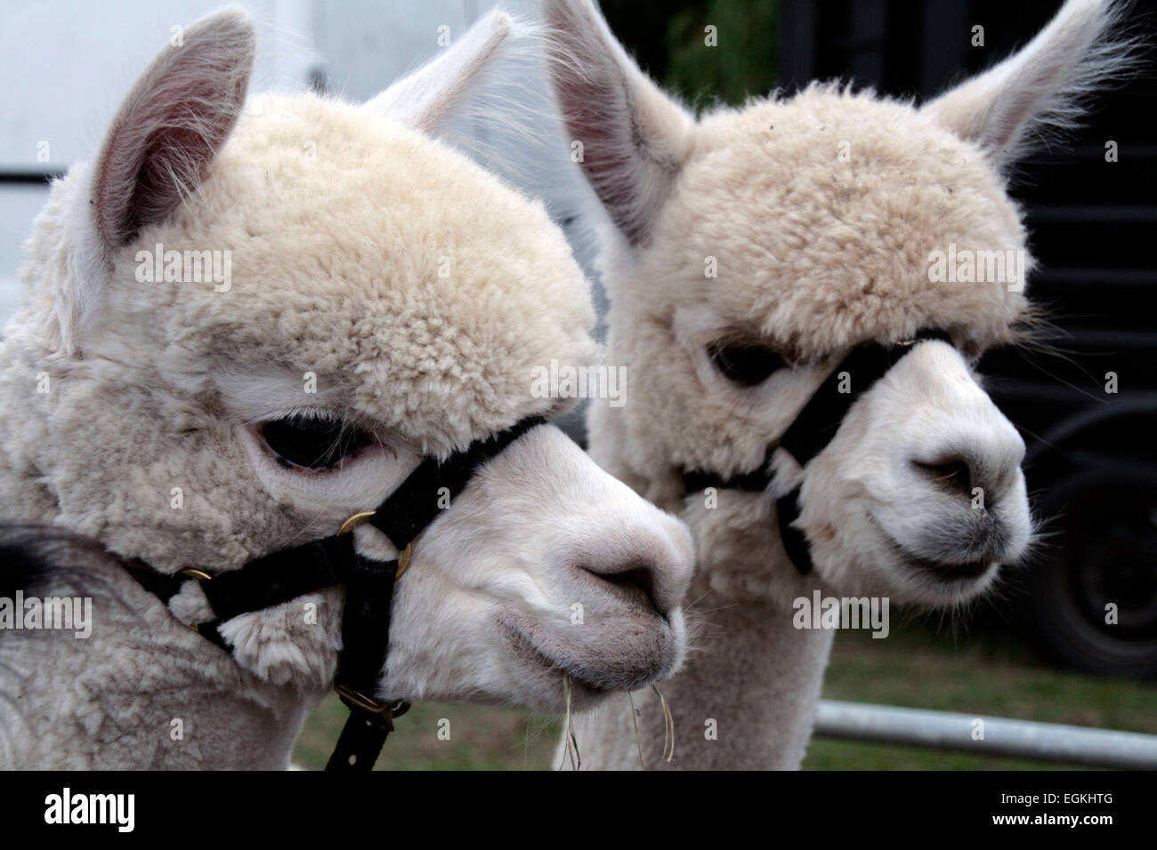 Alpaca al Ellingham & Ringwood mostrano in Hampshire, Inghilterra Foto Stock