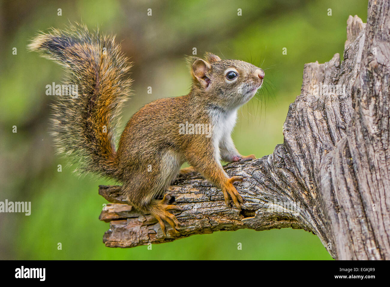 Baby American scoiattolo rosso (Tamiasciurus hudsonicus) su albero Foto Stock