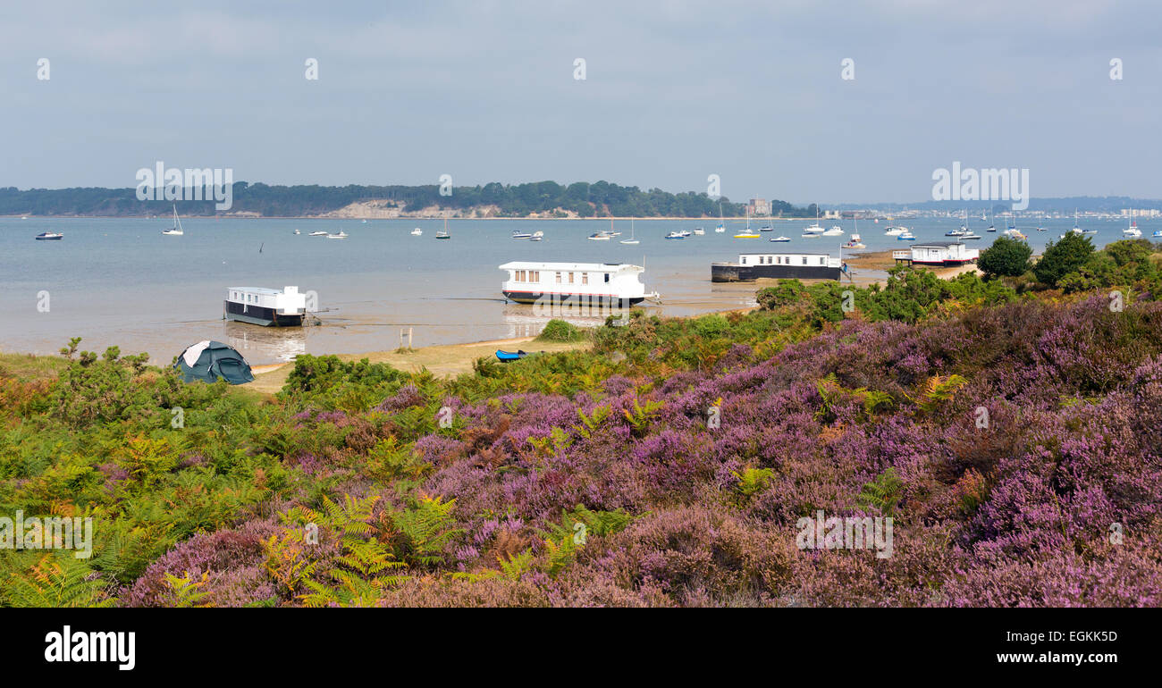 Erica viola con vista a Brownsea Island il porto di Poole Dorset Regno Unito Inghilterra visto dalla costa accanto alle barene ferry Foto Stock