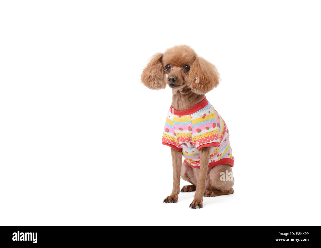 Vestito marrone poodle, isolato su un bianco Foto Stock