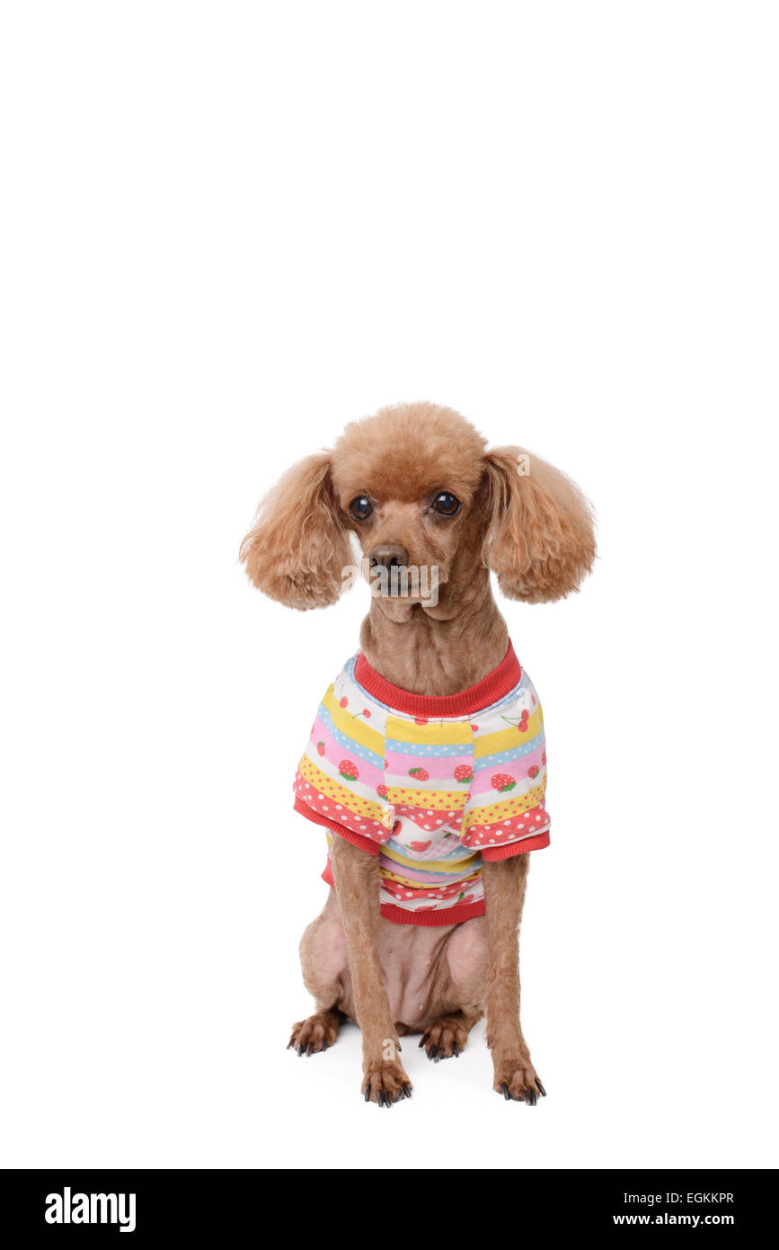 Vestito marrone poodle, isolato su un bianco Foto Stock