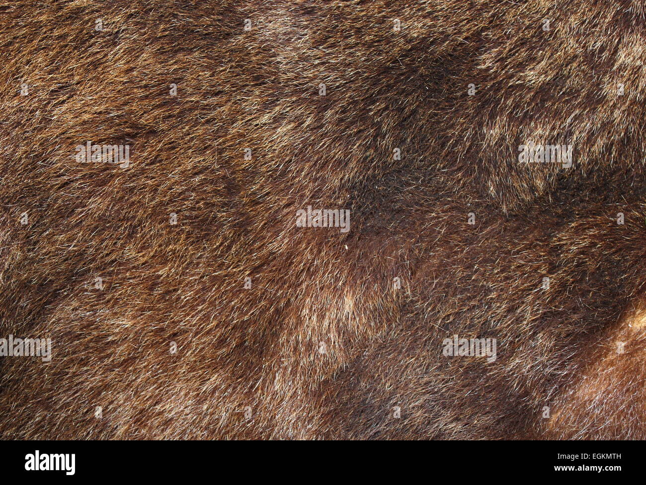 Texture di orso bruno fur cacciati in Rondei monti Carpazi, Romania Foto Stock
