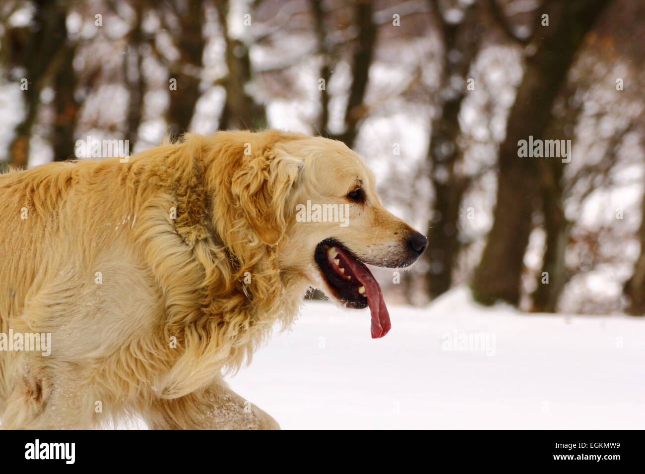 Di razza golden retriever nei boschi in inverno Foto Stock