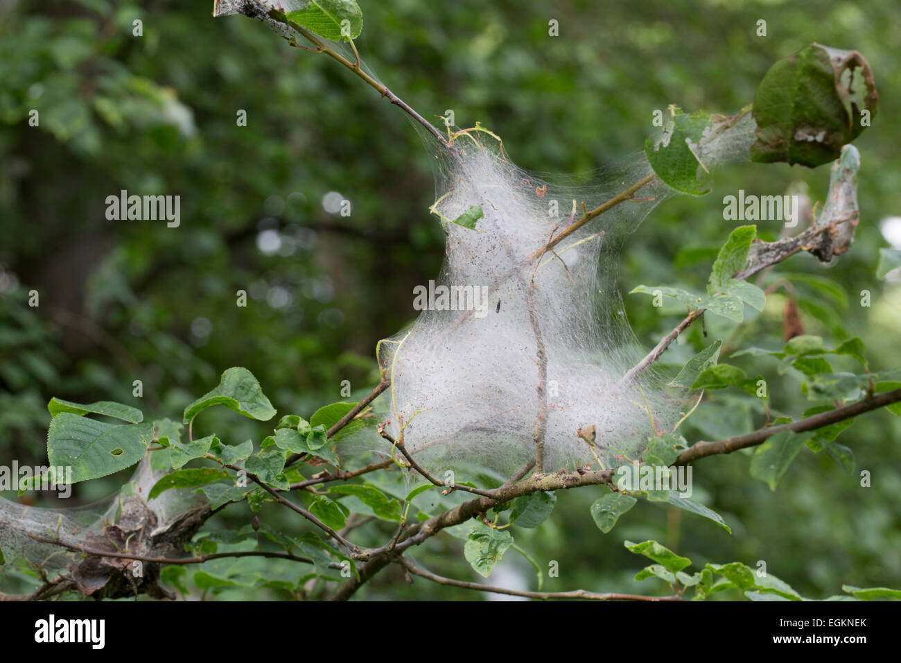 Bird Cherry Ermellino Moth Caterpillar; Yponomeuta evonymella; estate; Regno Unito Foto Stock