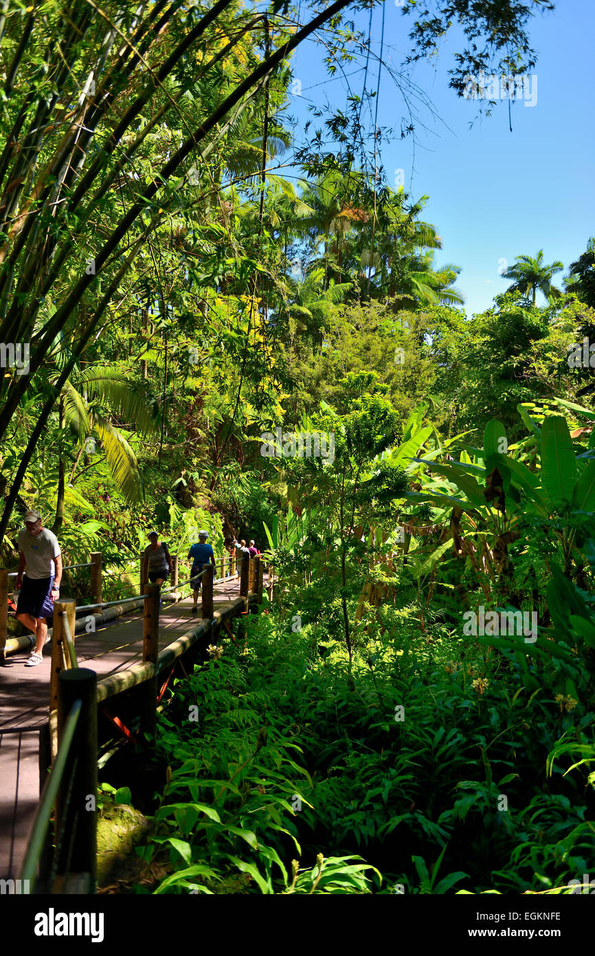 Hawaii Tropicale Giardino Botanico su Onomea Bay, Big Island, Hawaii, STATI UNITI D'AMERICA Foto Stock