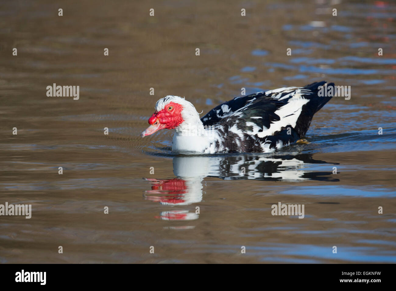 Anatra muta; Cairina moschata; Cornovaglia; Regno Unito Foto Stock