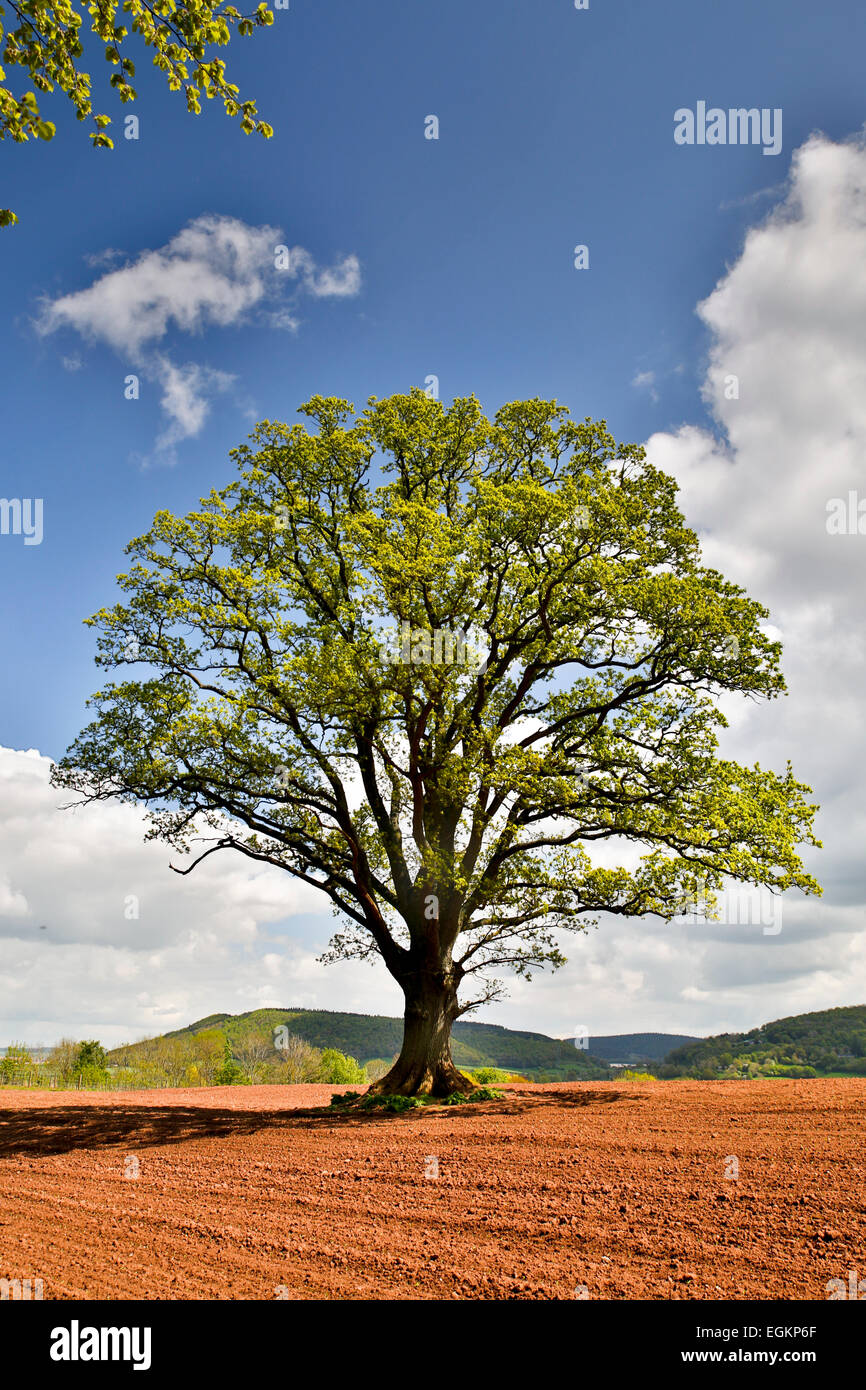 Albero di quercia; Quercus robur Foresta di Dean; Regno Unito Foto Stock