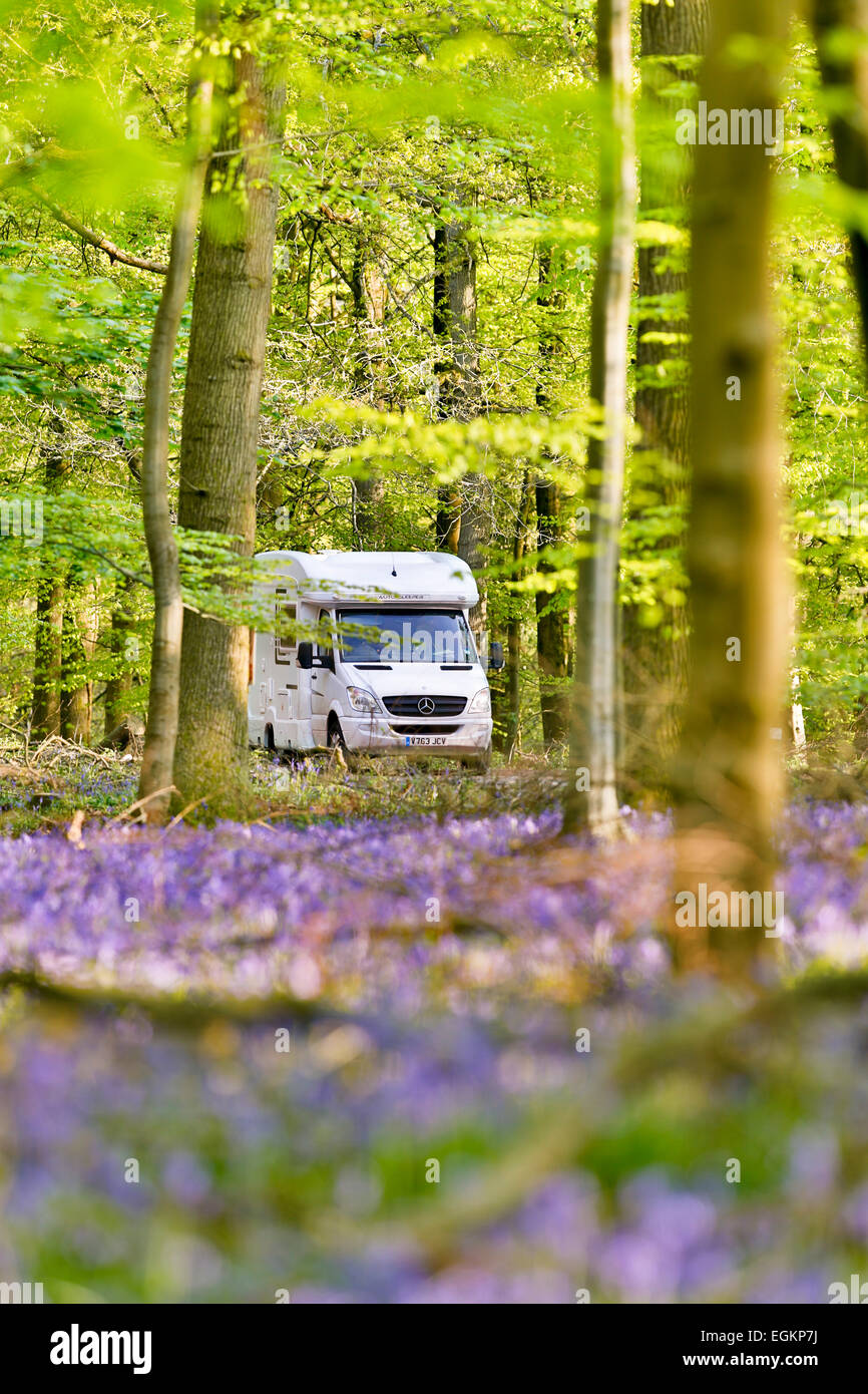 Bluebells; e camper; Foresta di Dean; Regno Unito Foto Stock