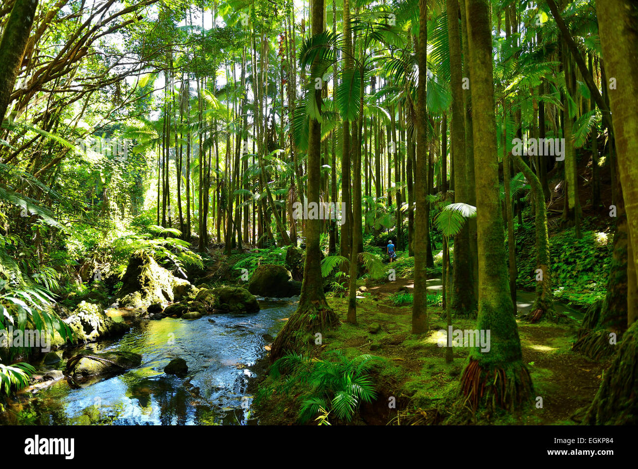 Flusso Onomea in Hawaii Tropicale Giardino Botanico su Onomea Bay, Big Island, Hawaii, STATI UNITI D'AMERICA Foto Stock