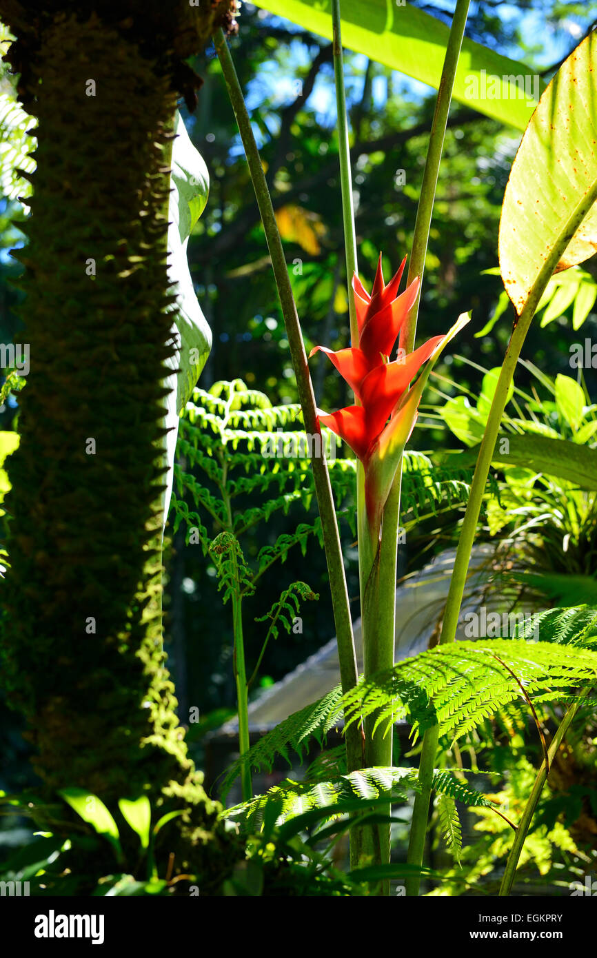 Lo zenzero Lily impianto in Hawaii Tropicale Giardino Botanico su Onomea Bay, Big Island, Hawaii, STATI UNITI D'AMERICA Foto Stock