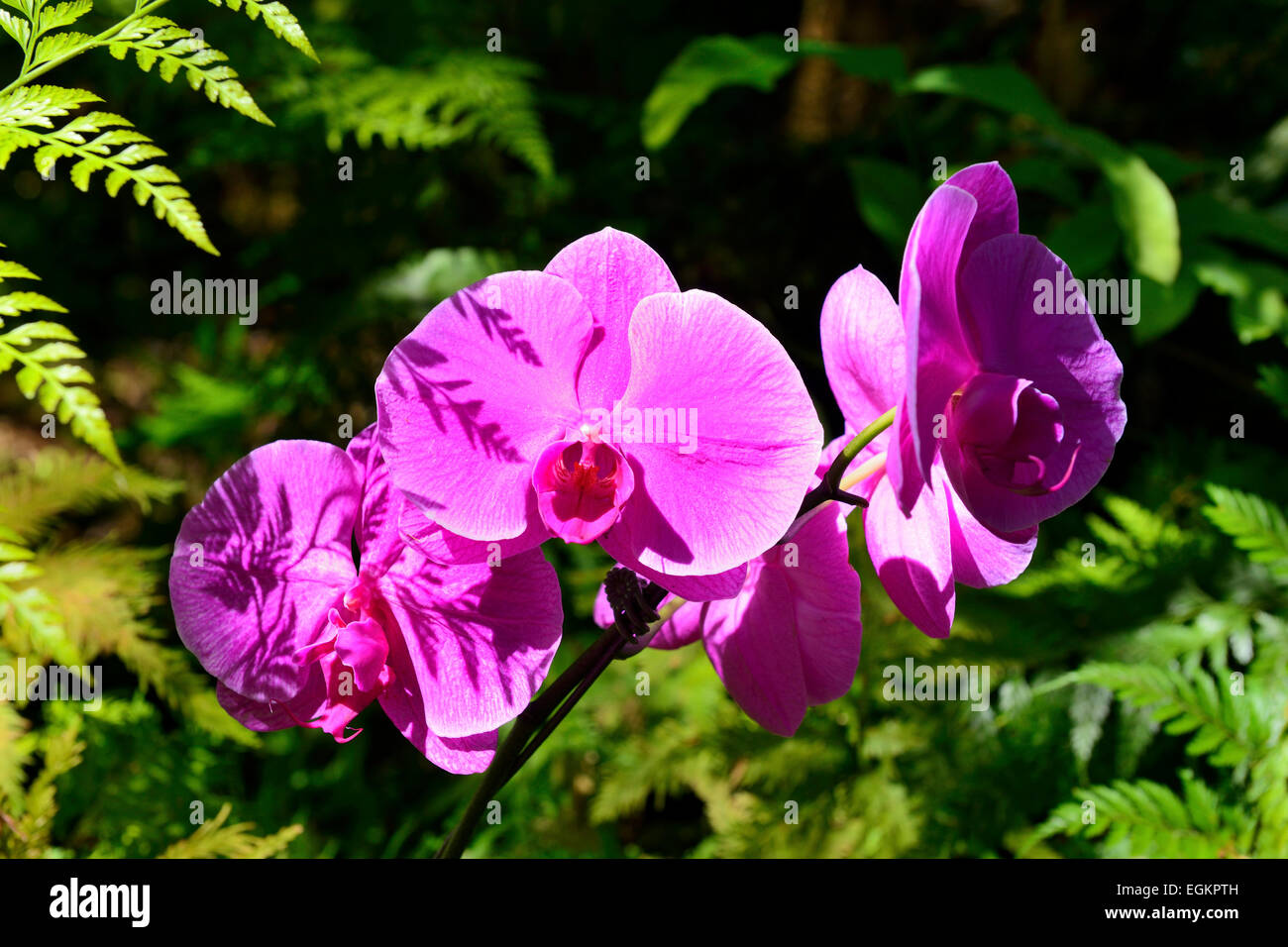 Orchidea viola in Hawaii Tropicale Giardino Botanico su Onomea Bay, Big Island, Hawaii, STATI UNITI D'AMERICA Foto Stock