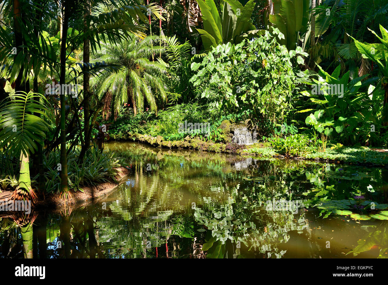 Lily Lago in Hawaii Tropicale Giardino Botanico su Onomea Bay, Big Island, Hawaii, STATI UNITI D'AMERICA Foto Stock