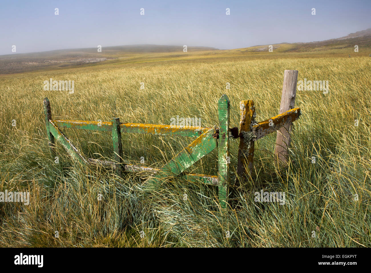 Atlantico Sud, Falklands, nuova isola, lichen-gate coperto e resti della vecchia fattoria recinzione Foto Stock