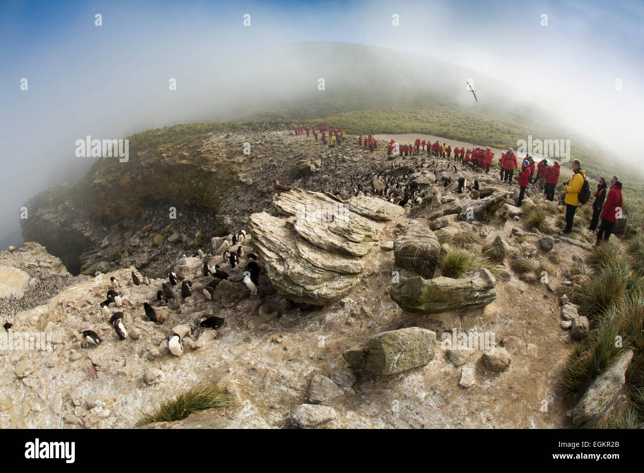 Atlantico Sud, Falklands, nuova isola, gruppo di passeggeri delle navi da crociera a The Rookery Foto Stock