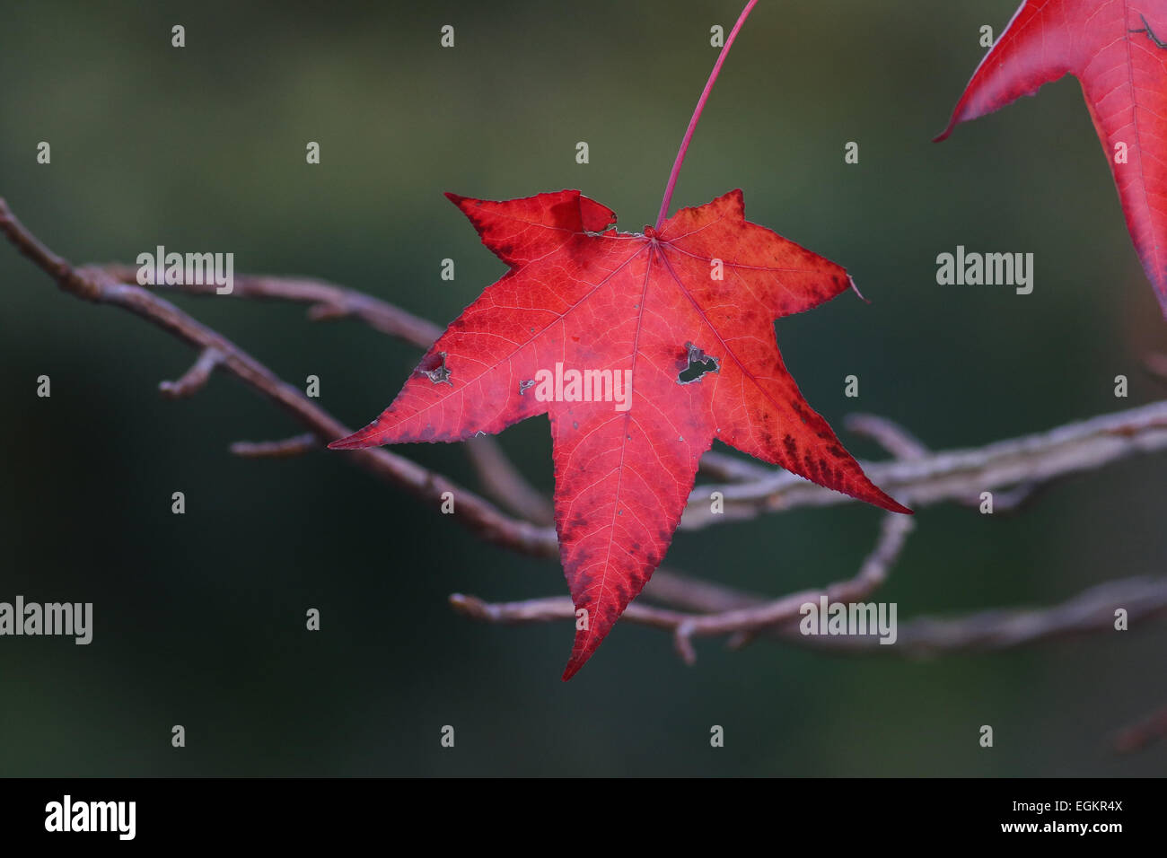 Foglie di autunno Foto Stock