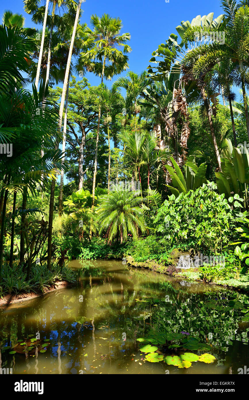 Lily Lago in Hawaii Tropicale Giardino Botanico su Onomea Bay, Big Island, Hawaii, STATI UNITI D'AMERICA Foto Stock