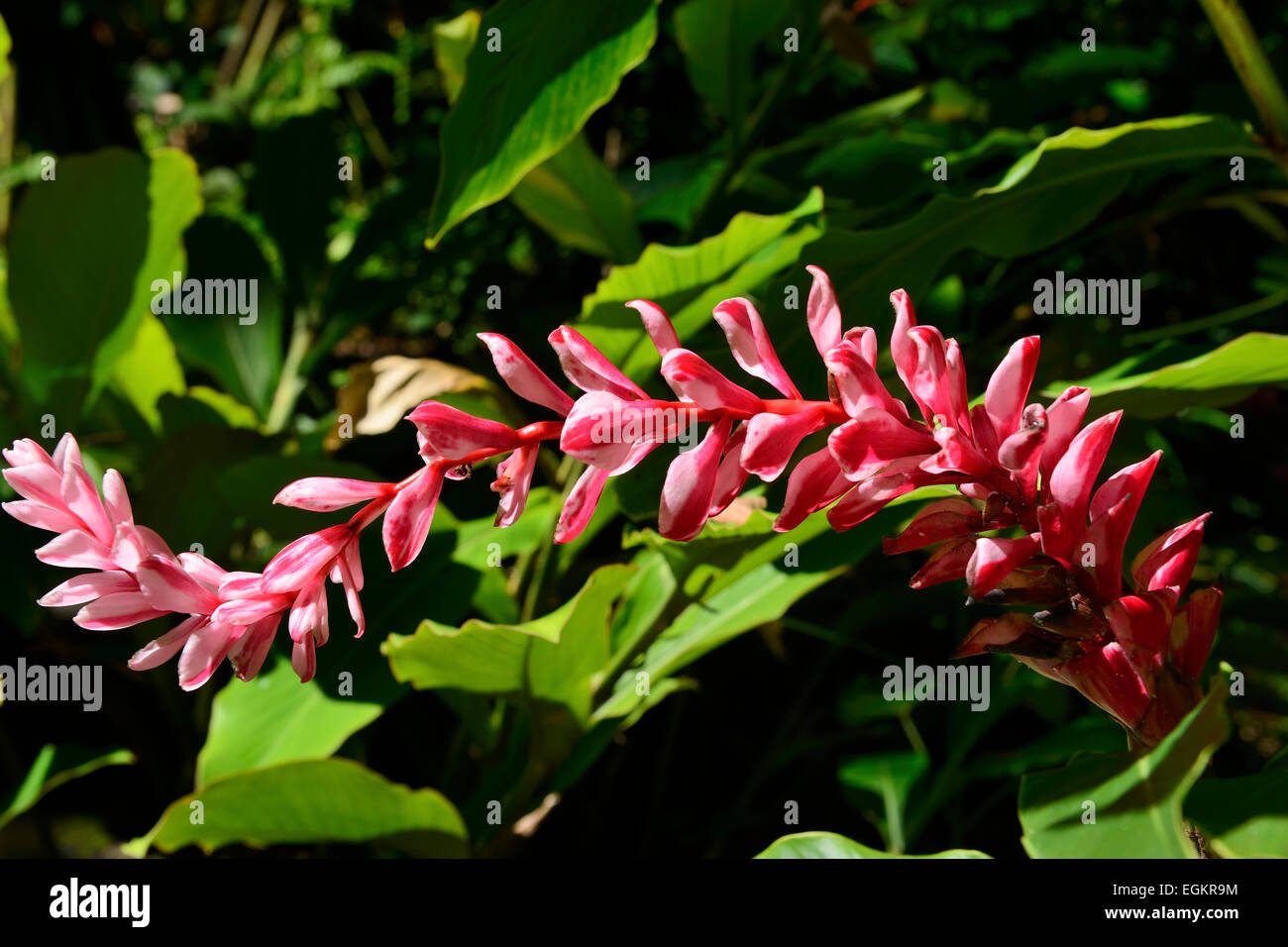 Hawaii Tropicale Giardino Botanico su Onomea Bay, Big Island, Hawaii, STATI UNITI D'AMERICA Foto Stock