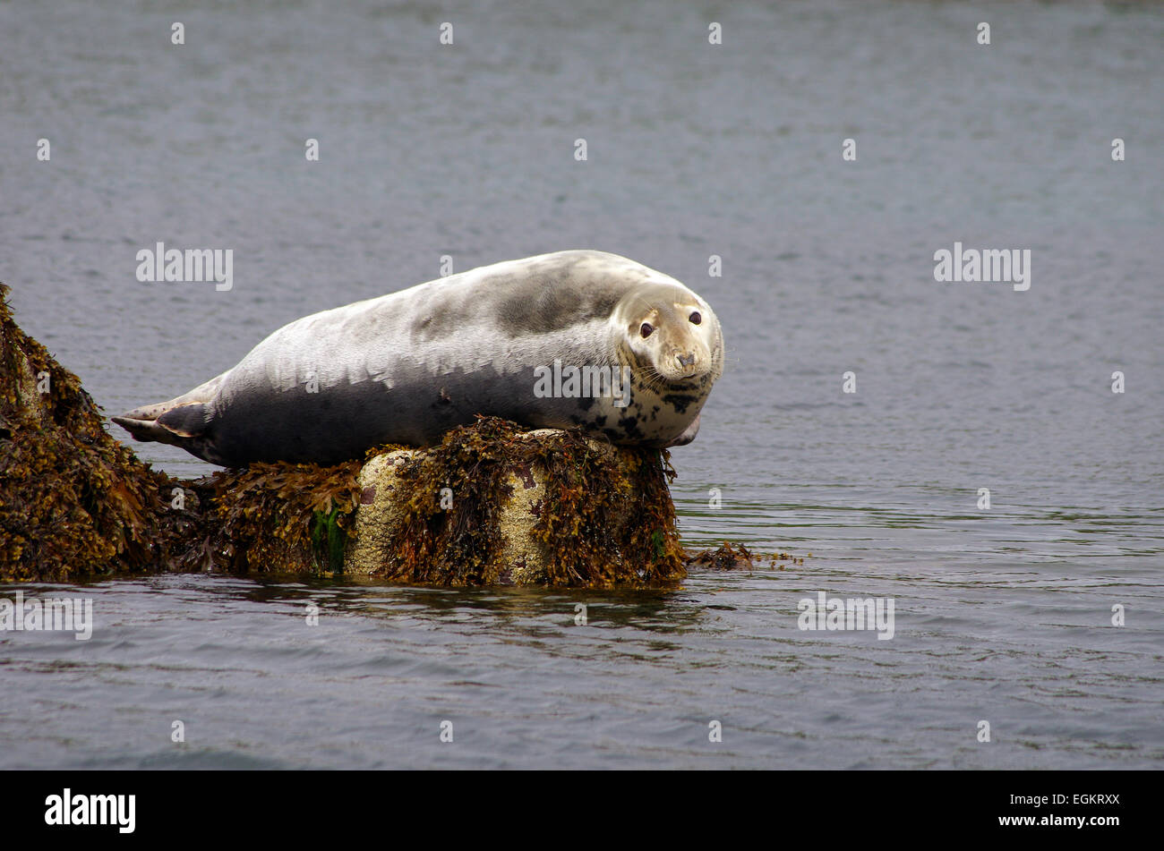 Una guarnizione di tenuta al largo della costa della Scozia a Caithness in equilibrio su una roccia e guardando il visore. Foto Stock