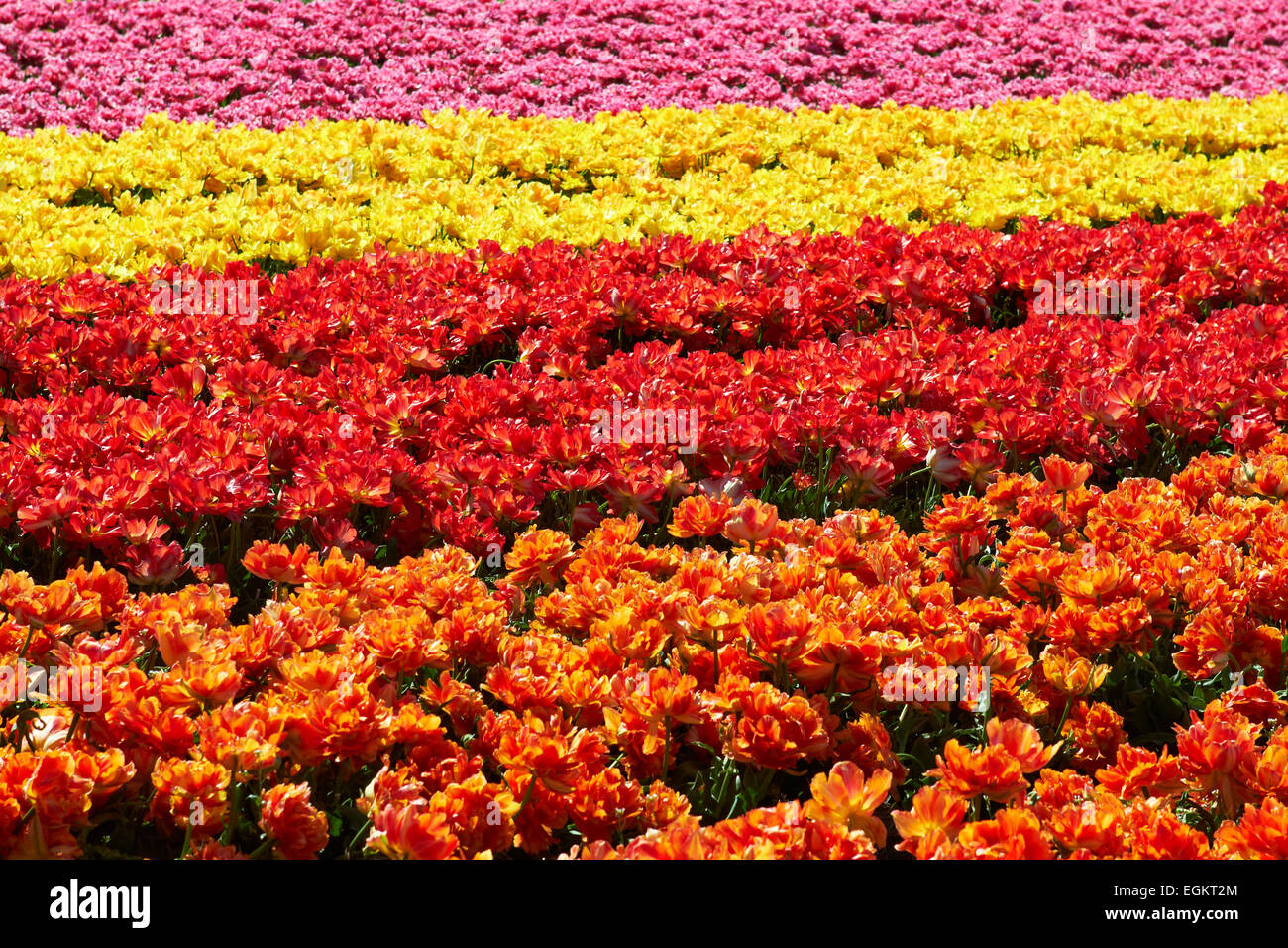 Lo sfondo del campo di tulipani colori diversi in Olanda luminosa giornata di sole Foto Stock