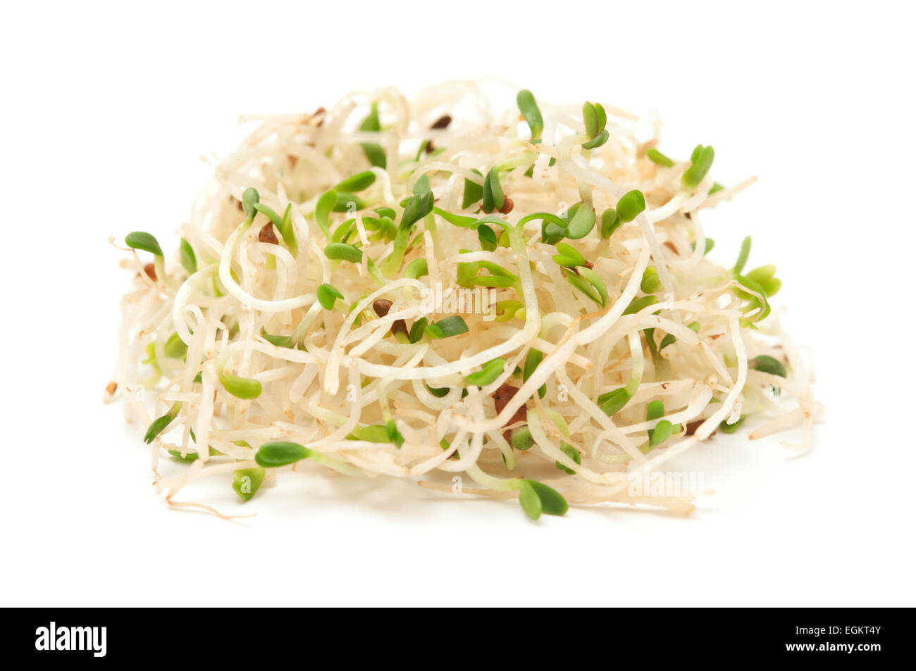Germogliato di semi di erba medica su sfondo bianco Foto Stock