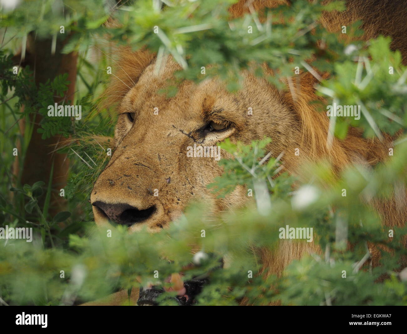 Grande golden maschio maned lion (Panthera Leo) con cicatrici del viso in Tanzania Selous seduto in profonda acacia thorn coprire guardando la preda Foto Stock