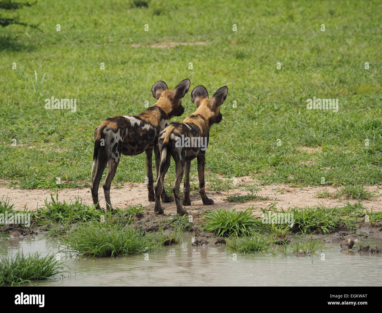 Avviso di due gemelli africana di cani selvatici o verniciato Lupi (Lycaon Pictus) Guardando nella stessa direzione in corrispondenza di un waterhole a Selous Tanzania Foto Stock