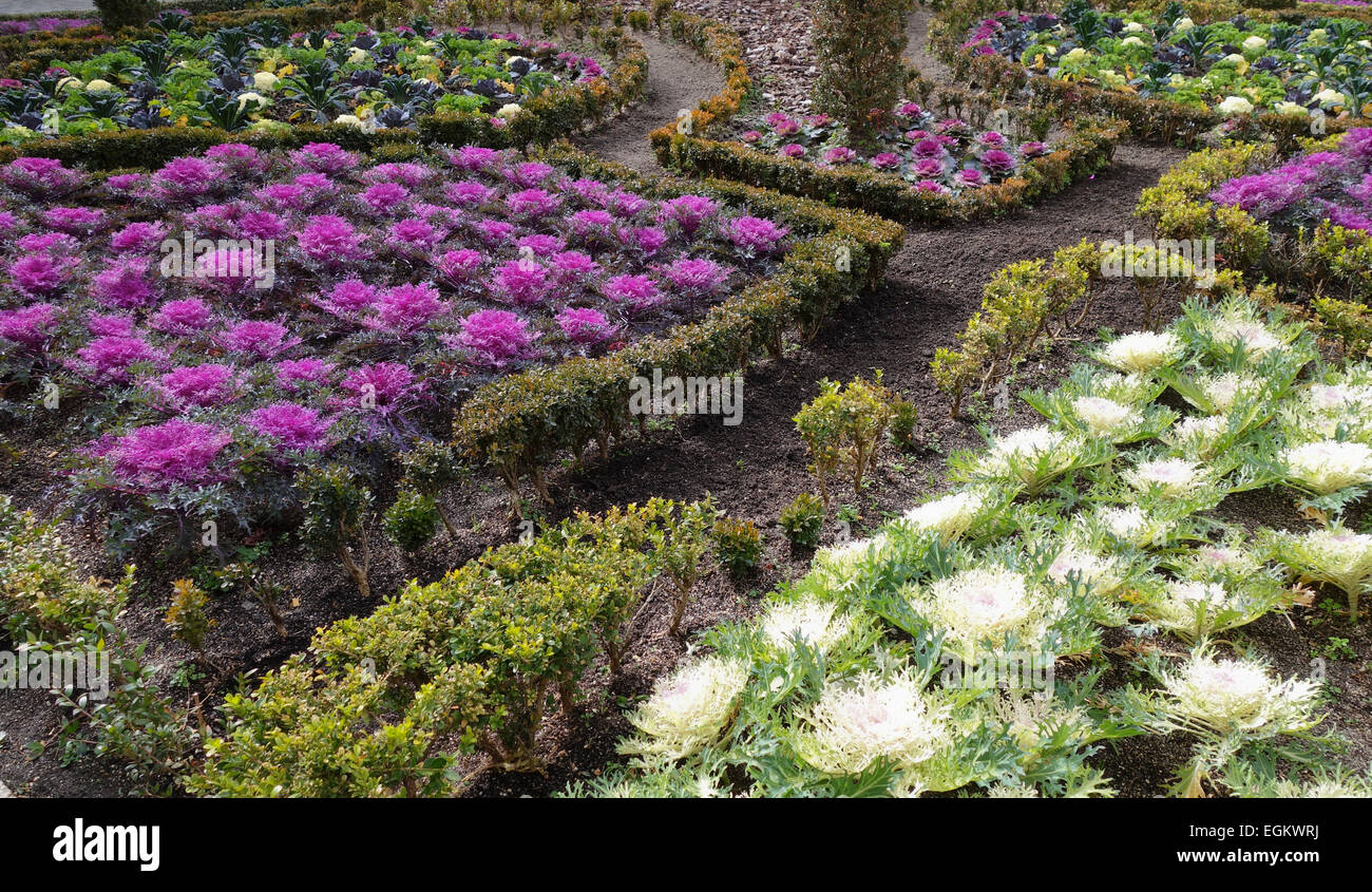 Kale utilizzati come decorazione ornamentale in composizioni floreali, ornamentali kale, Madrid, Spagna Foto Stock