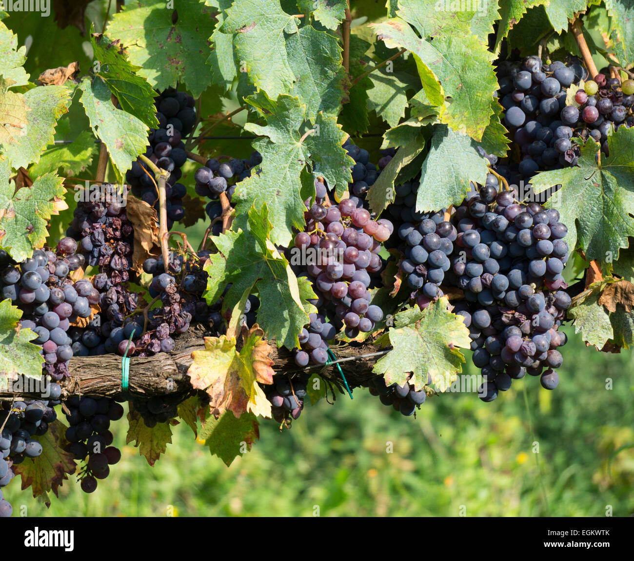 Le uve di Sangiovese che cresce in sun, Castelnuovo Beradenga, Toscana, Italia. Foto Stock