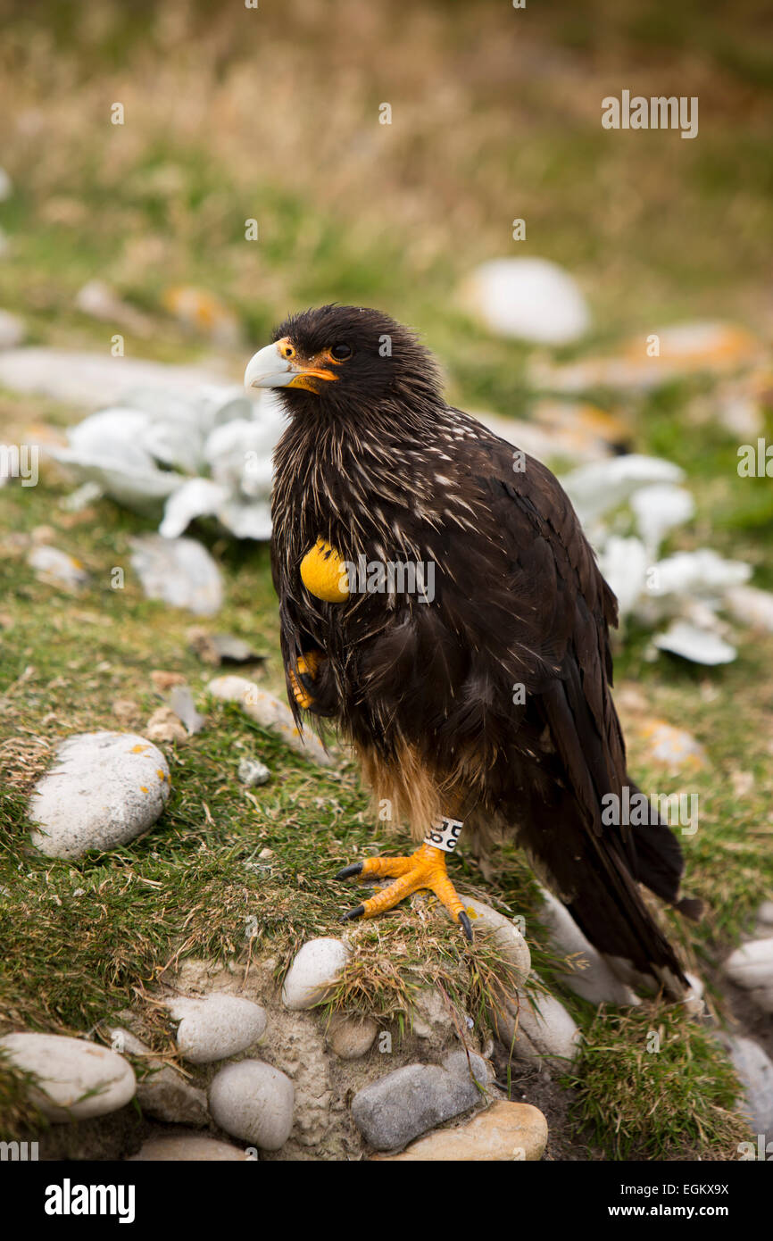 Atlantico Sud, Falklands, Isola di carcassa, caracara striato Phalcoboenus australis Foto Stock
