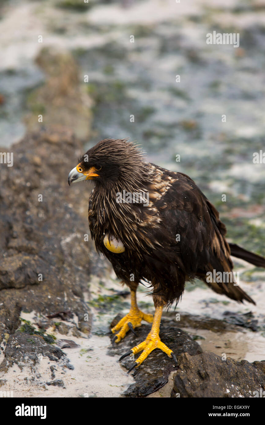 Atlantico Sud, Falklands, Isola di carcassa, caracara striato Phalcoboenus australis Foto Stock