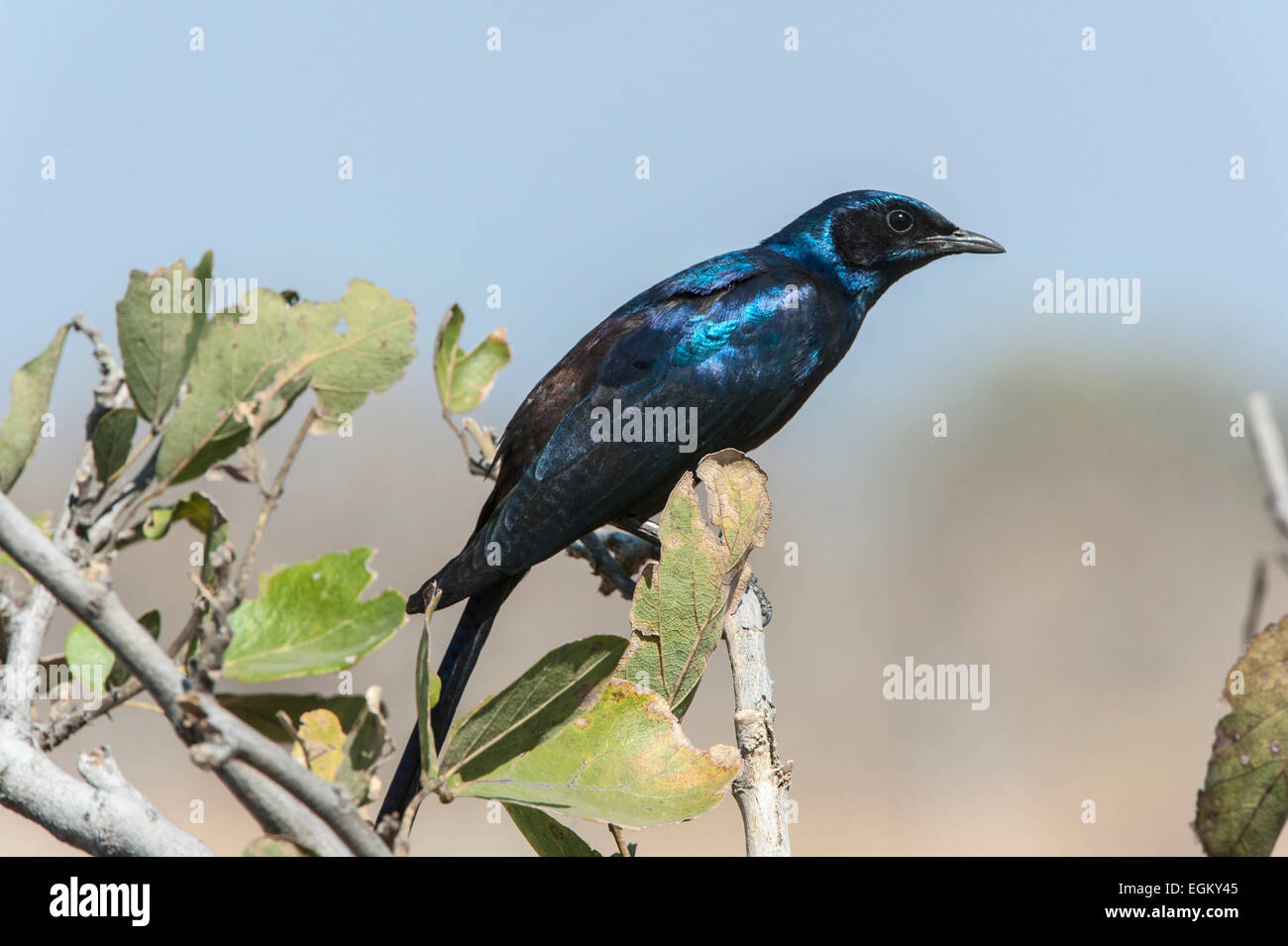 Burchell lucido di Starling appollaiato sulla cima dell'albero Foto Stock