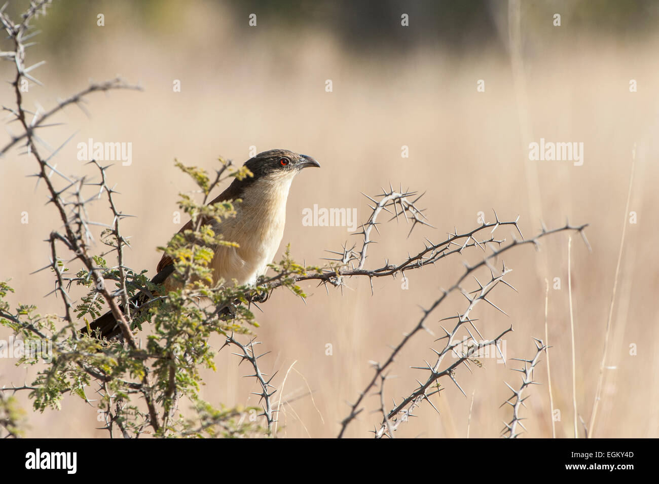 Vista laterale di Coppery-Tailed Coucal appollaiate a Thorn Tree Foto Stock