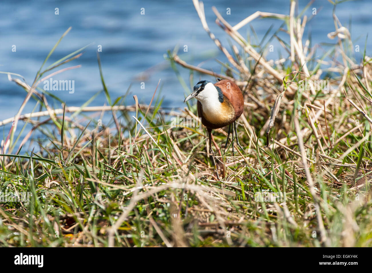 African Jacana camminando accanto al fiume Foto Stock