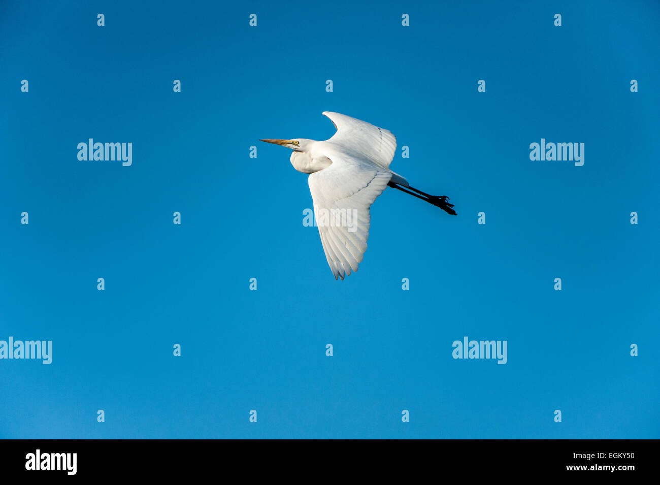 Airone bianco maggiore battenti in bright blue sky Foto Stock