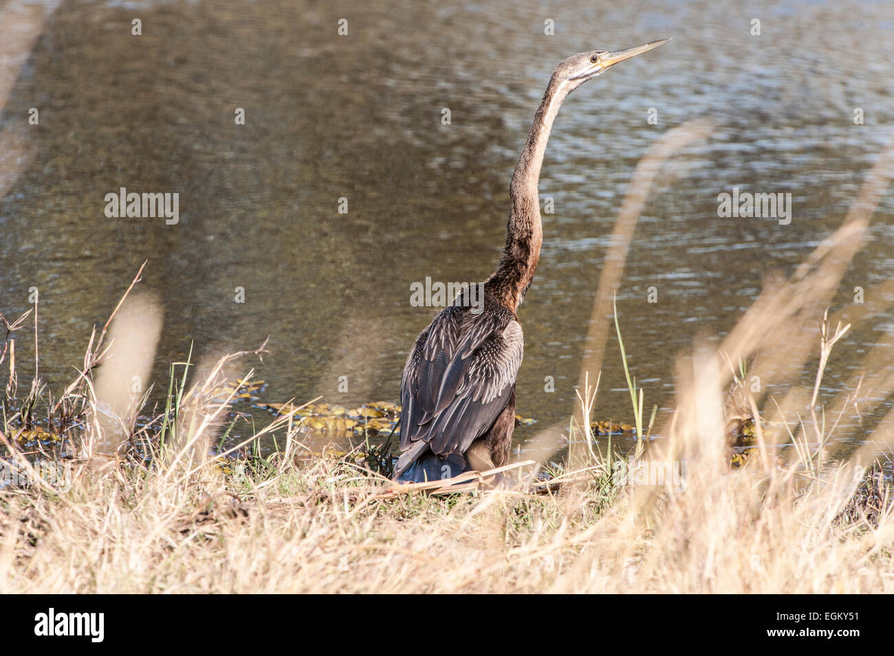 African Darter Snakebird in piedi accanto al fiume Foto Stock