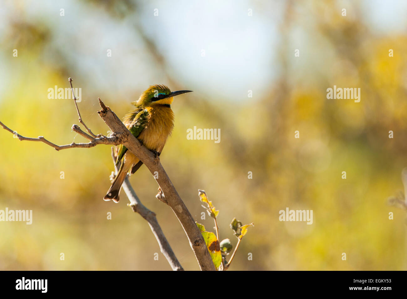Blue cheeked Bee Eater appollaiato sul ramo Foto Stock