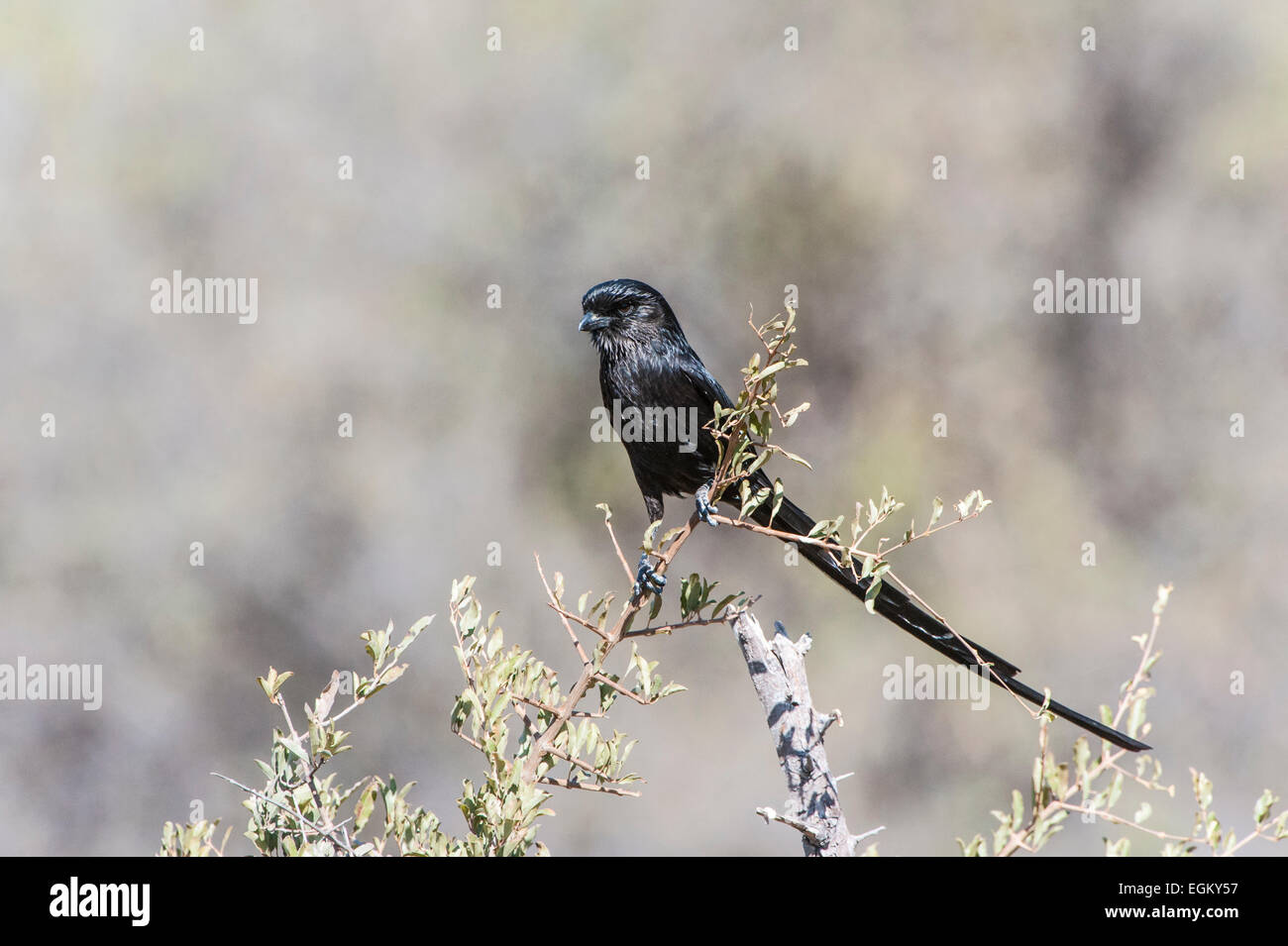 African Gazza Shrike arroccato su un arbusto Foto Stock