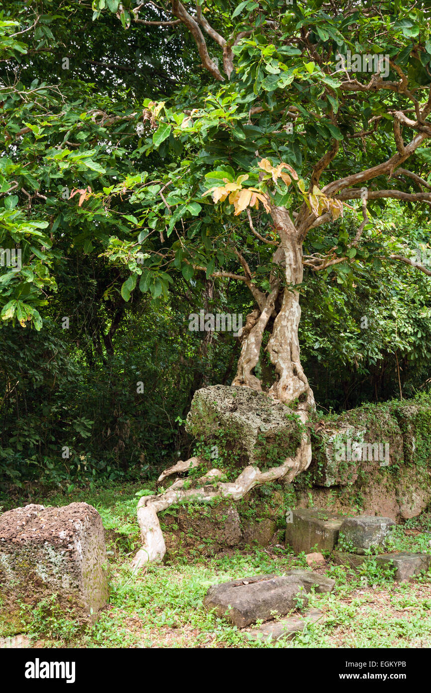 Angkor Wat tempio complesso in Siem Reap, Cambogia, Asia - un albero che cresce su muro di pietra. Foto Stock