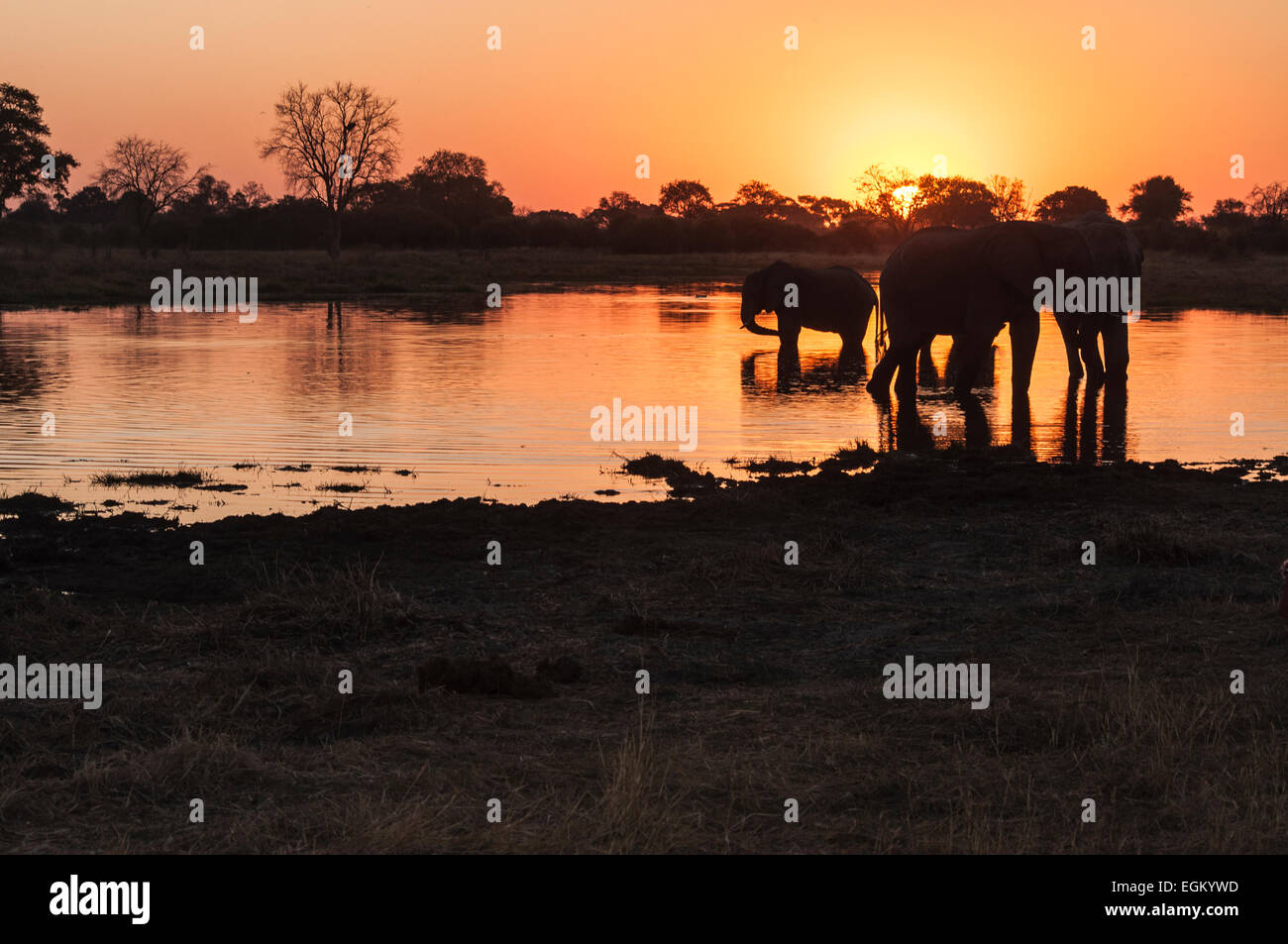 Gruppo di elefanti africani in silhouette, bere in corrispondenza di un foro per l'acqua al tramonto Foto Stock
