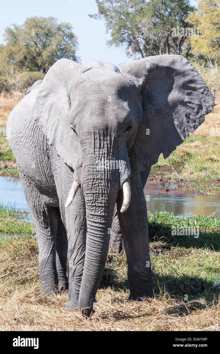 Vista frontale dell' elefante africano nella parte anteriore del foro per l'acqua Foto Stock