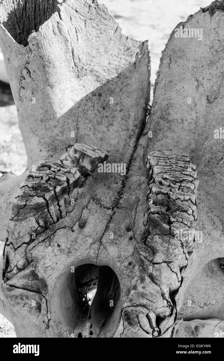 Close-up immagine in bianco e nero di elefanti africani la ganascia Foto Stock