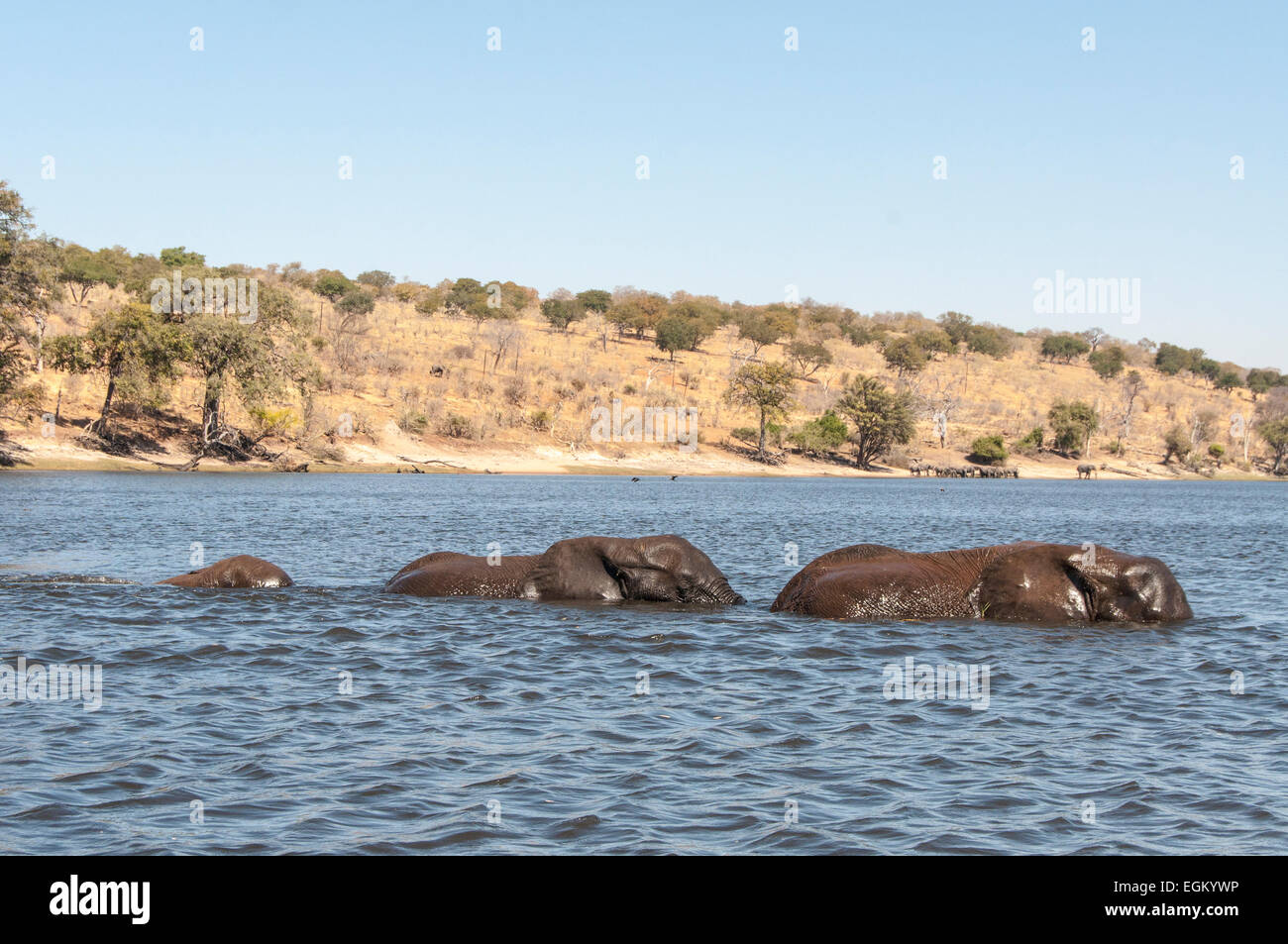 Vista laterale di adulti e baby elefante africano attraversando il fiume Chobe, sommerse Foto Stock