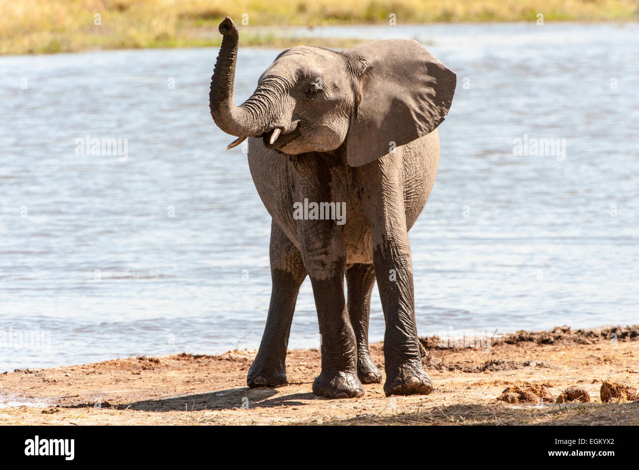 Vista frontale dell' elefante africano nella parte anteriore del foro per l'acqua, tronco sollevato Foto Stock