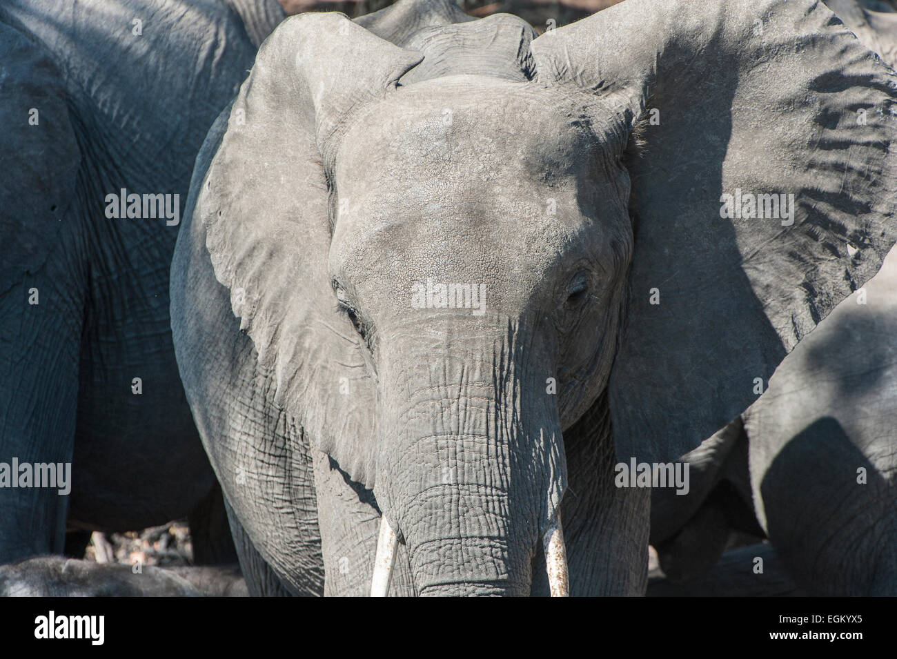 Faccia piena di elefante africano Foto Stock