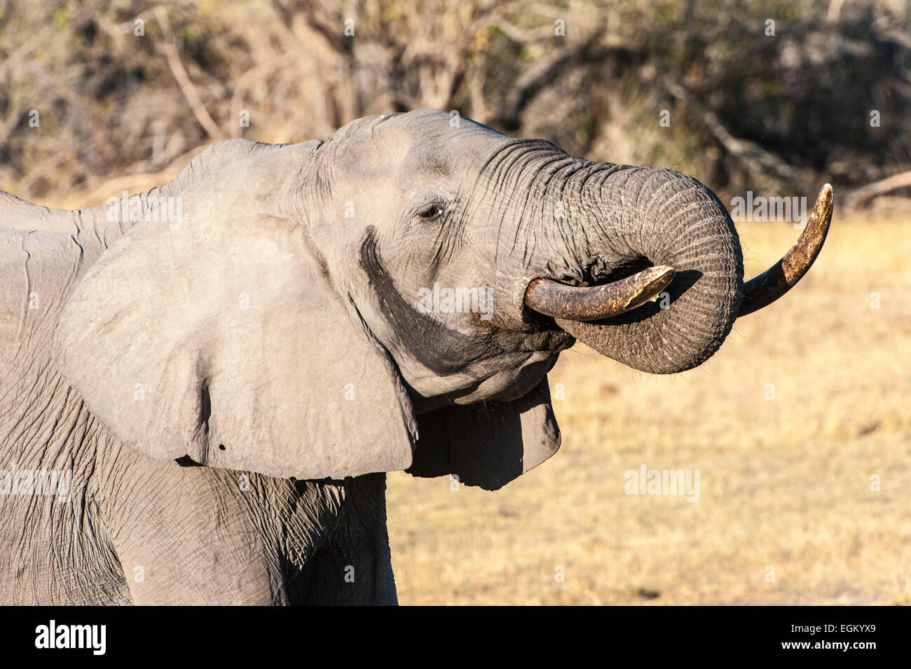 Vista laterale dell' elefante africano tramite trunk di mangiare Foto Stock