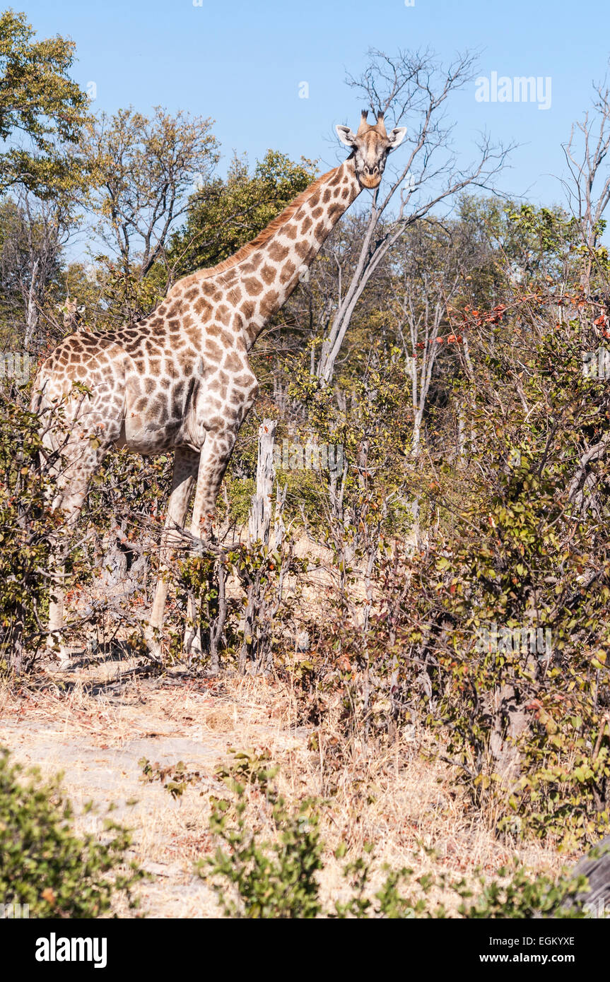 Vista laterale del singolo giraffe, guardando la fotocamera Foto Stock